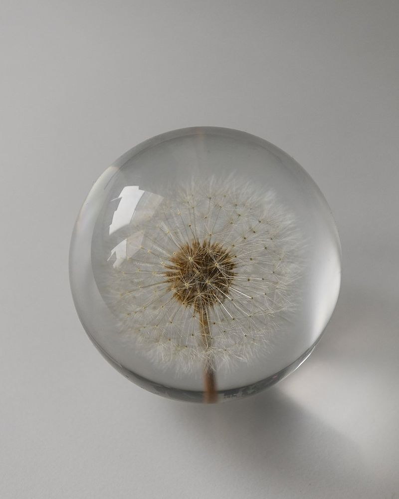 A dandelion seed head set in a glass paperweight at Origia